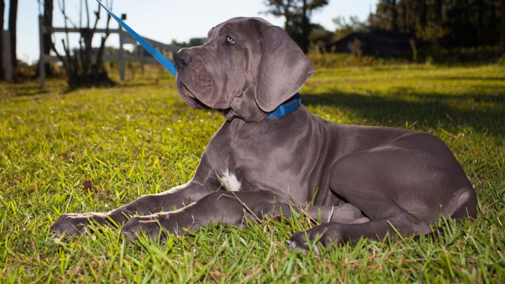 cachorros de gran danés 2