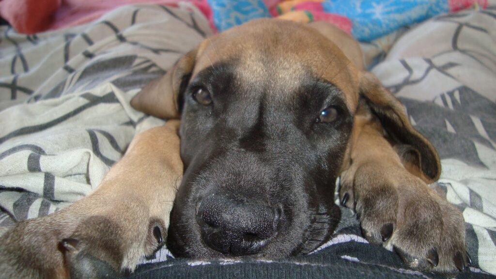 cachorros de gran danés 3