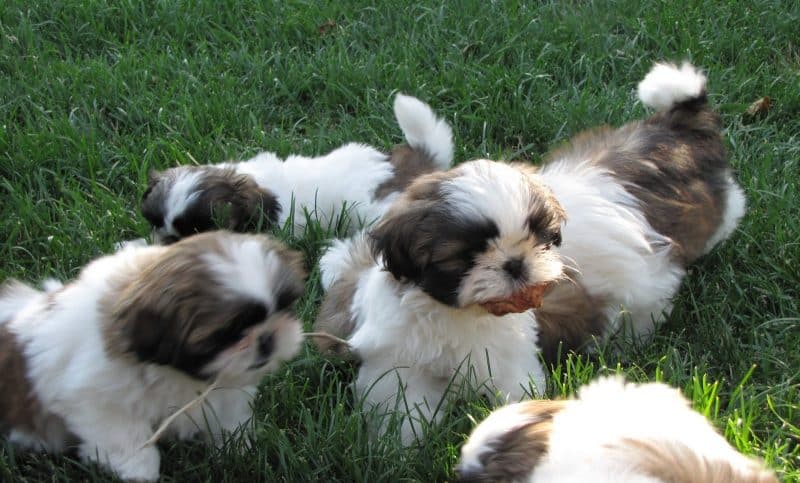cachorros de shih tzu jugando en el césped