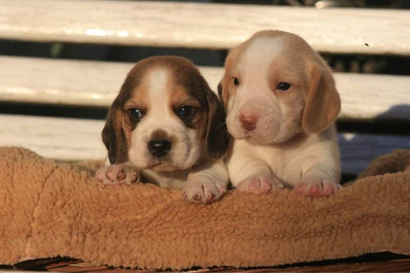 cachorros del Beagle