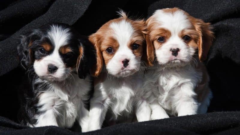 cachorros del cavalier king charles spaniel