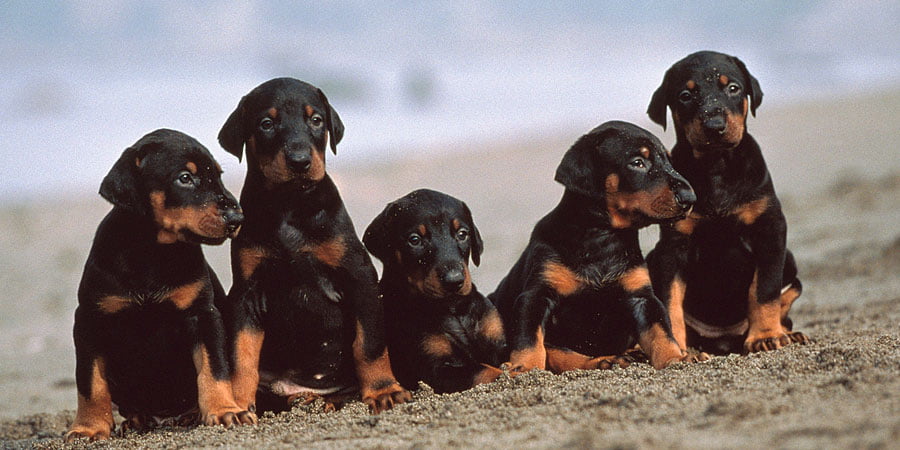 cachorros del dobermann pinscher