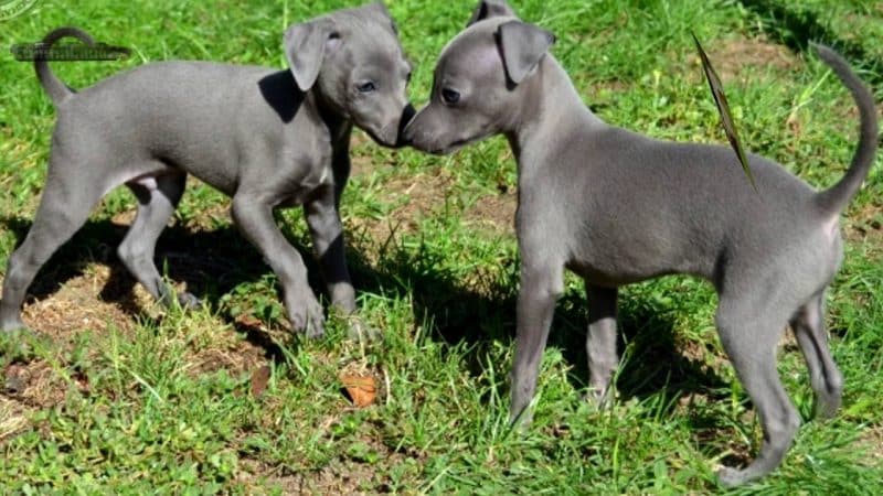 cachorros del galgo italiano