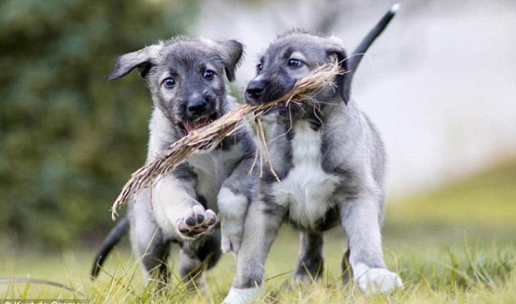 cachorros del lobero irlandés
