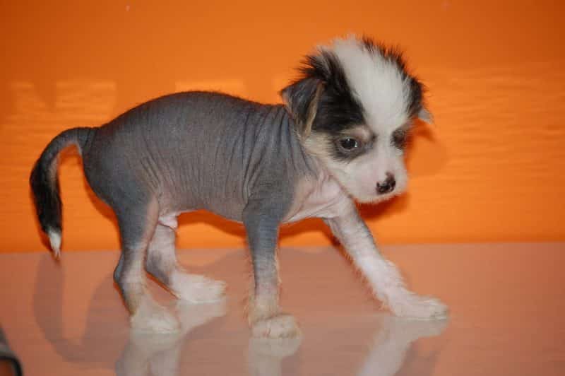 cachorros del perro crestado chino
