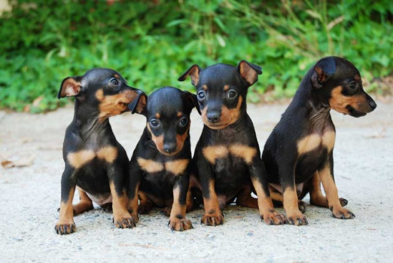 cachorros del pinscher miniatura