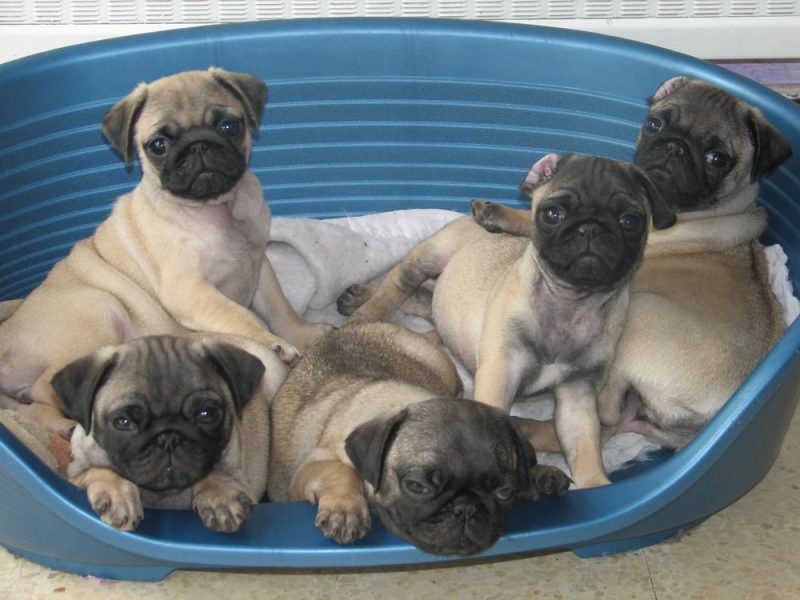 cachorros del Pug o Carlino
