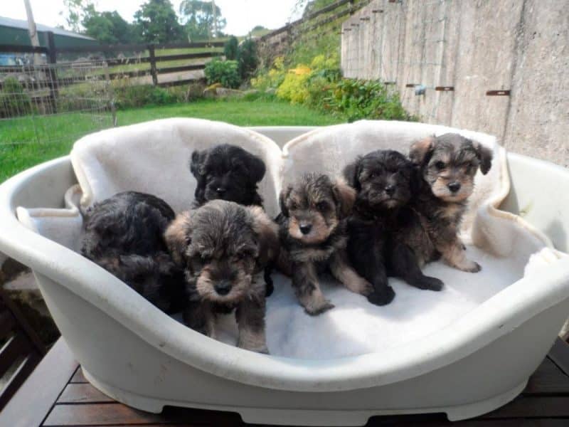 cachorros del schnauzer miniatura