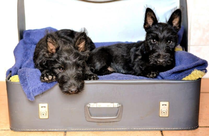 cachorros del scottish terrier