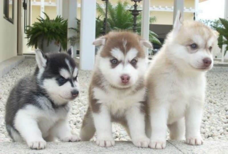 cachorros Husky Siberiano