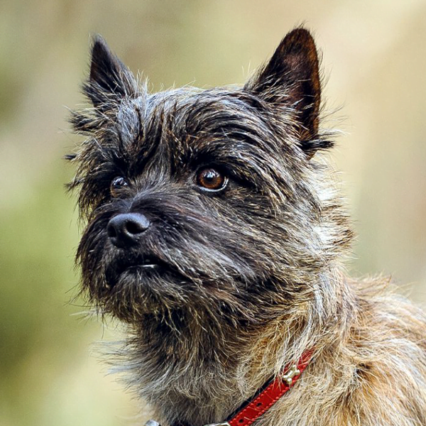 cairn terrier raza perro