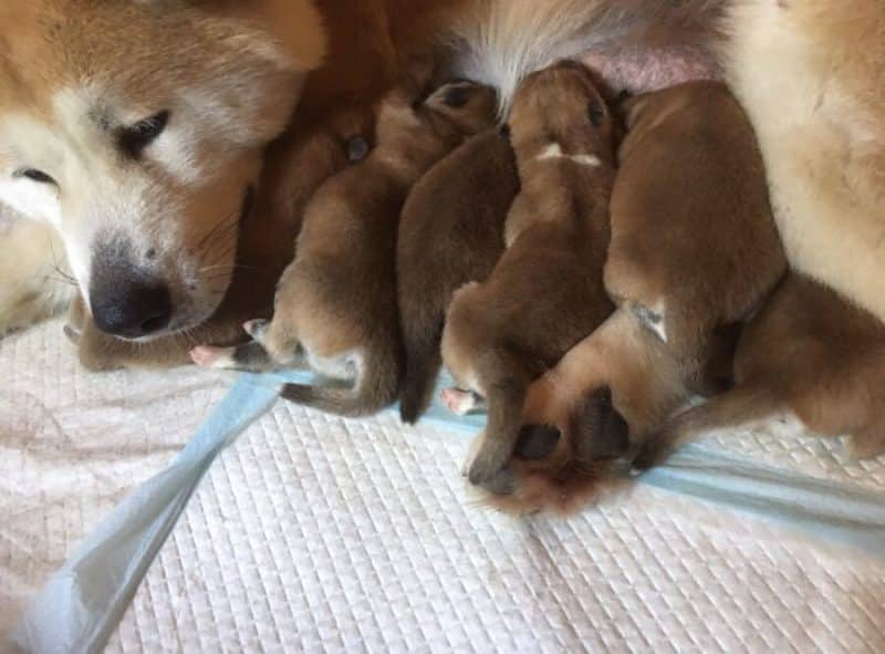 camada de 6 cachorros Akita Inu