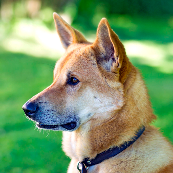 canaan dog raza perro