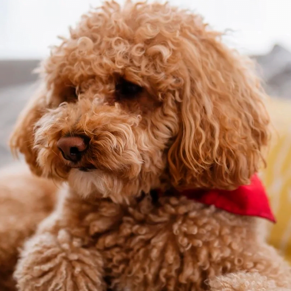 caniche enano raza perro