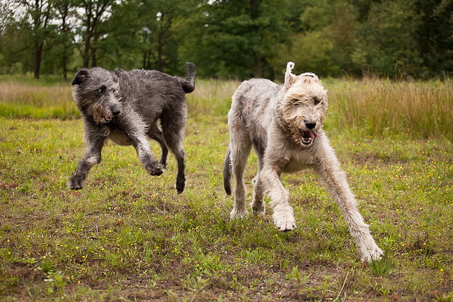 carácter del lobero irlandesperanza de vida del lobero irlandés