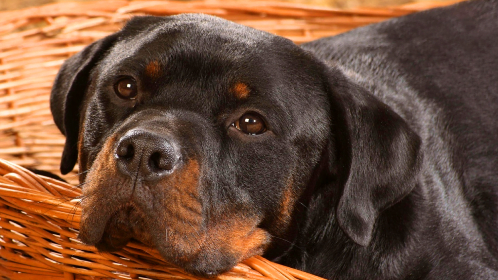 carácter del rottweiler