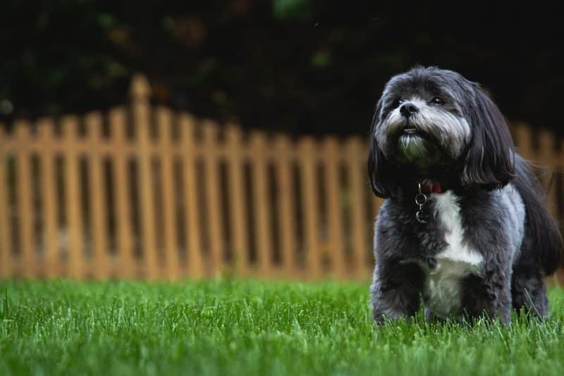 carácter del shih tzu