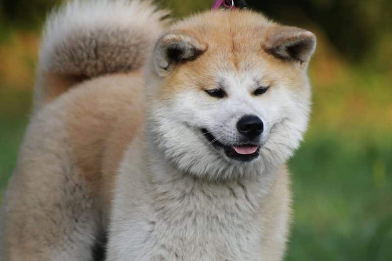 características del Akita inu