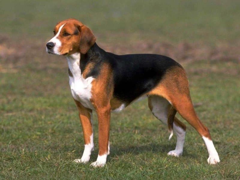 características de un perro beagle vista lateral en que destaca su pelaje y color