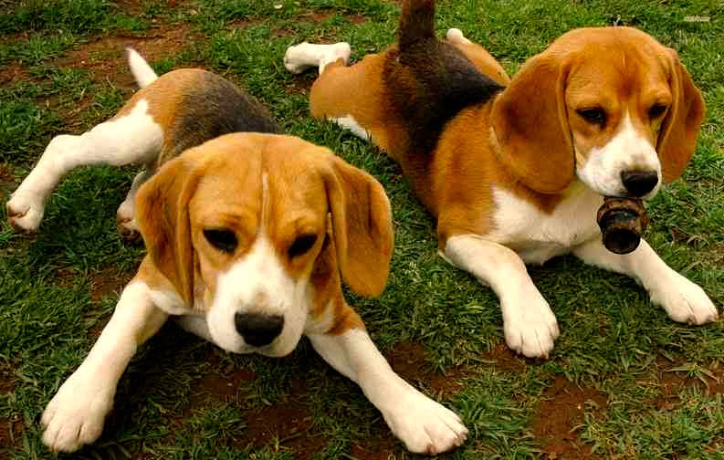 características del perro beagle 2 cachorros descansando sobre cesped