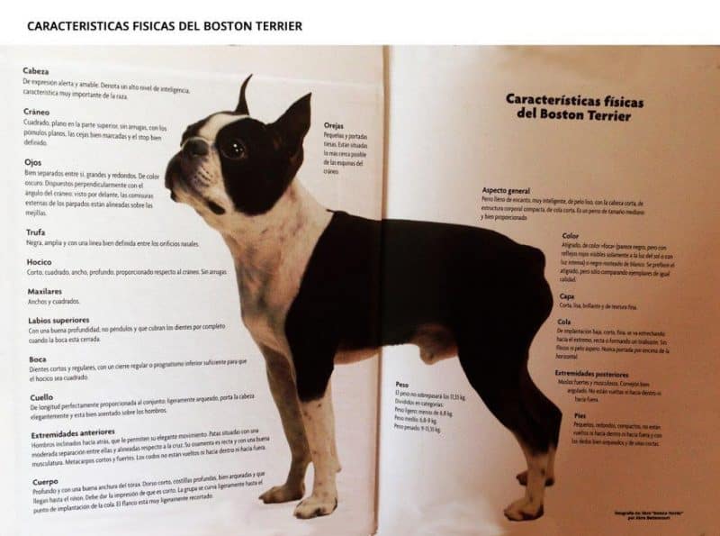 Características del Boston Terrier
