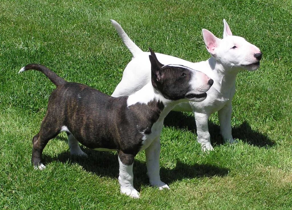 características del bull terrier