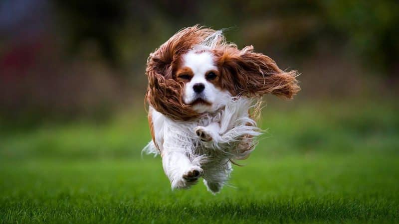 características del cavalier king charles spaniel