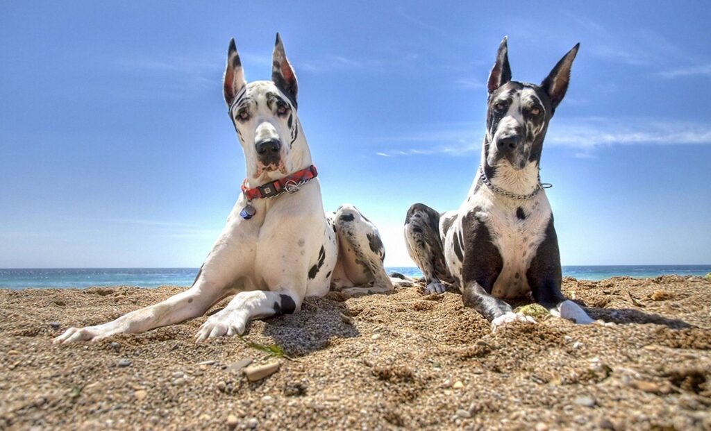 características del gran danés 2
