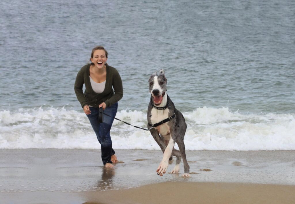 características del gran danes 3