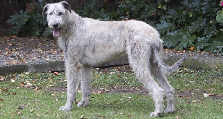 características del lobero irlandés