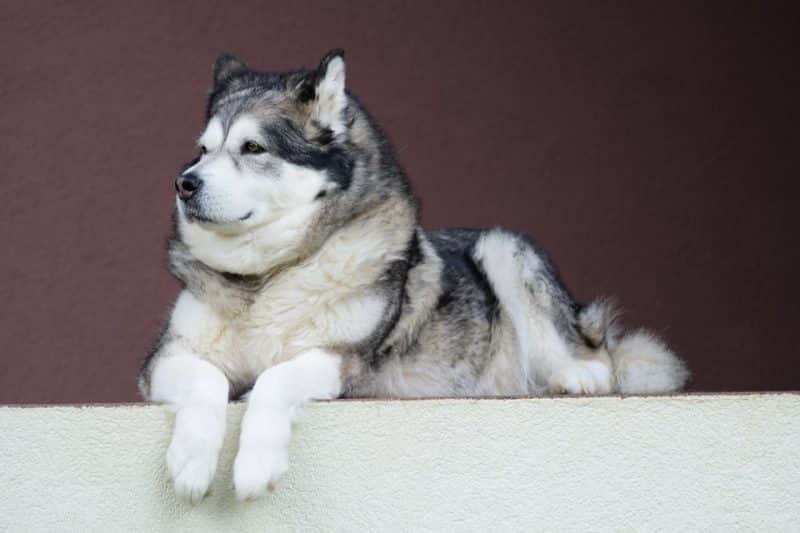 características del malamute de alaska