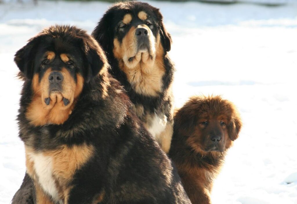 características del mastín tibetano