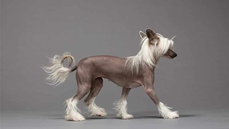 características del perro crestado chino