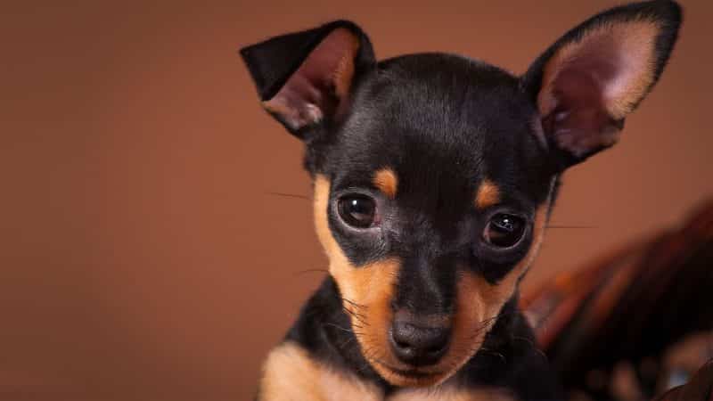 características del pinscher miniatura