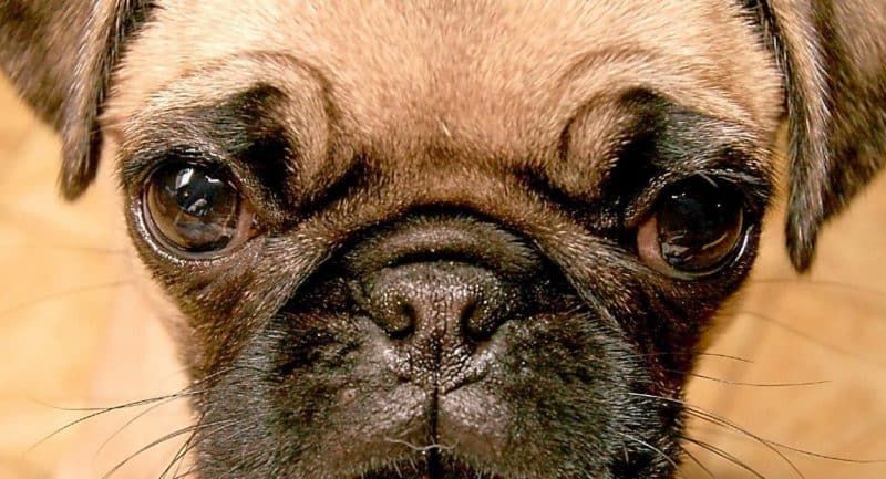 Características del Pug