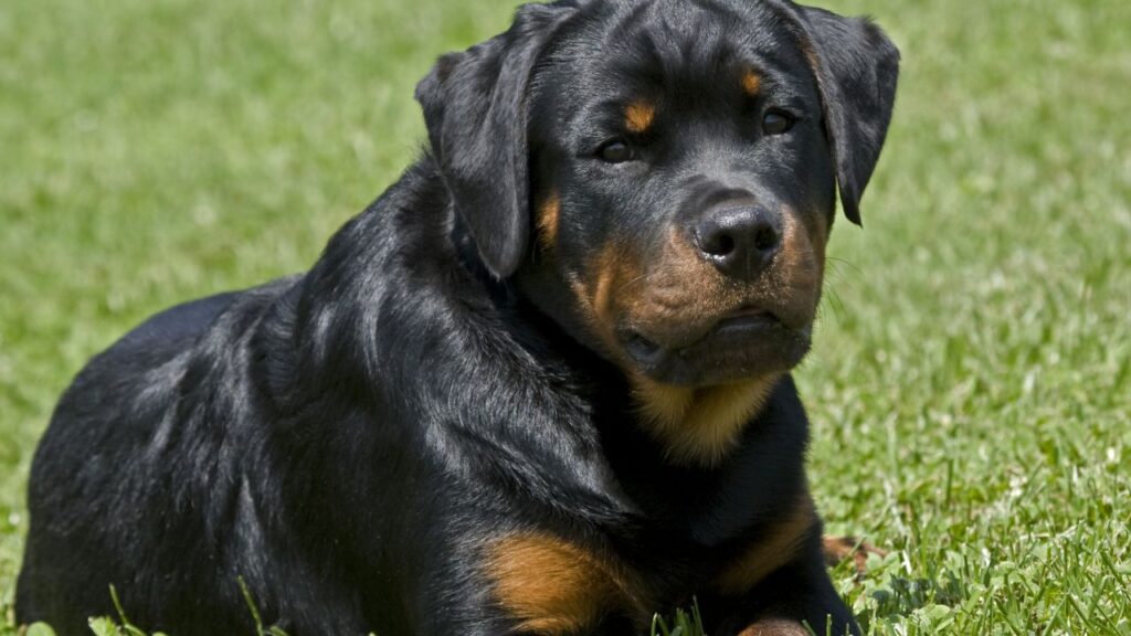 características del rottweiler