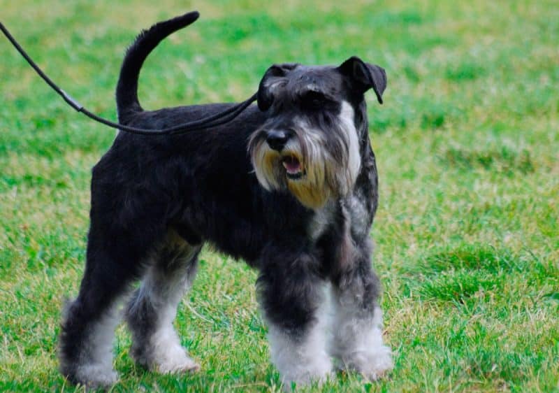 características del schnauzer miniatura