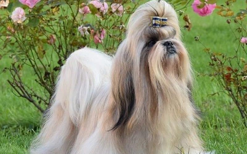 características del shih tzu