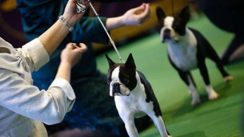 Características físicas del Boston Terrier para competencias