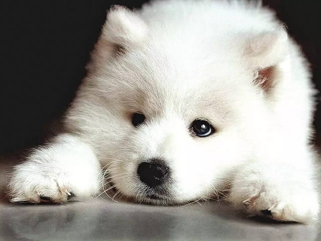 características generales de los samoyedos