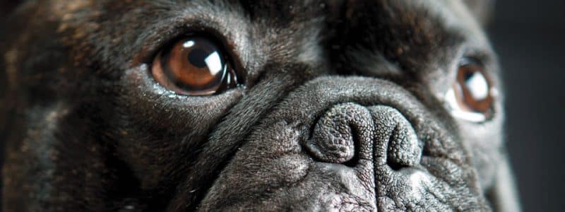 características generales del Bulldog Francés