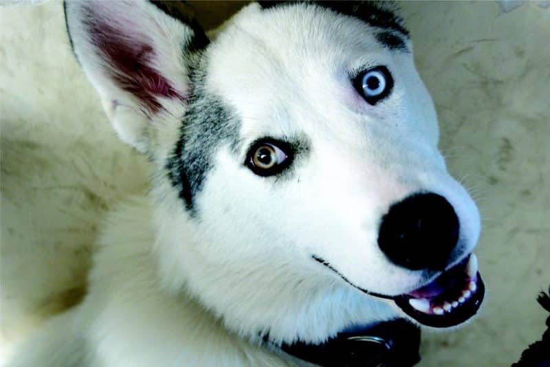 características generales del Husky Siberiano
