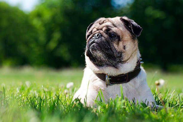 carlino pug observando la inmensidad