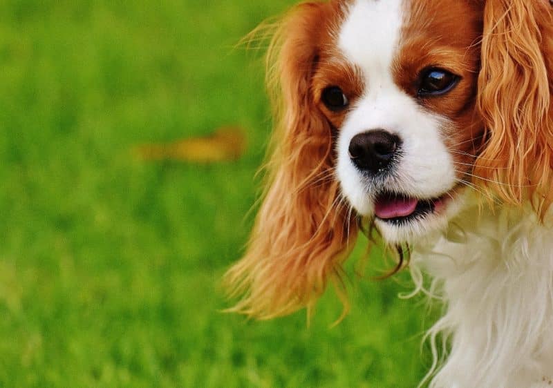 cavalier king charles spaniel cabeza