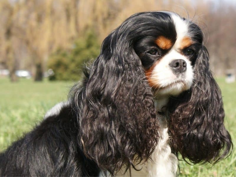 cavalier king charles spaniel con manchas negras