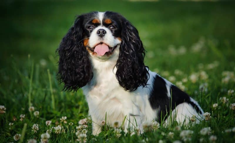 Cavalier King Charles Spaniel con marcas negras