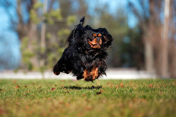 cavalier king charles spaniel corriendo sobre césped