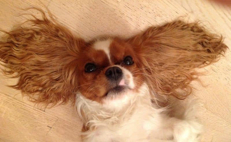 cavalier king charles spaniel descansando con orejas extendidas