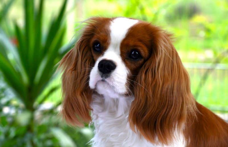 cavalier king charles spaniel destacada