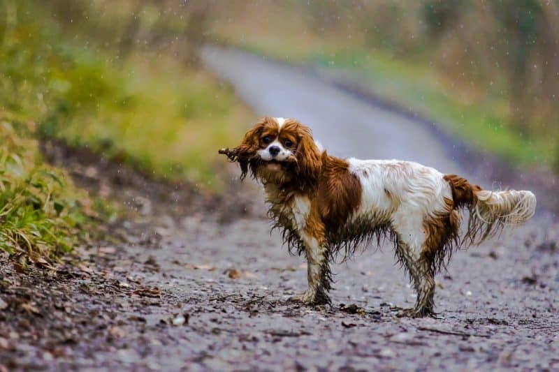 cavalier king charles spaniel enlodado despues de jugar